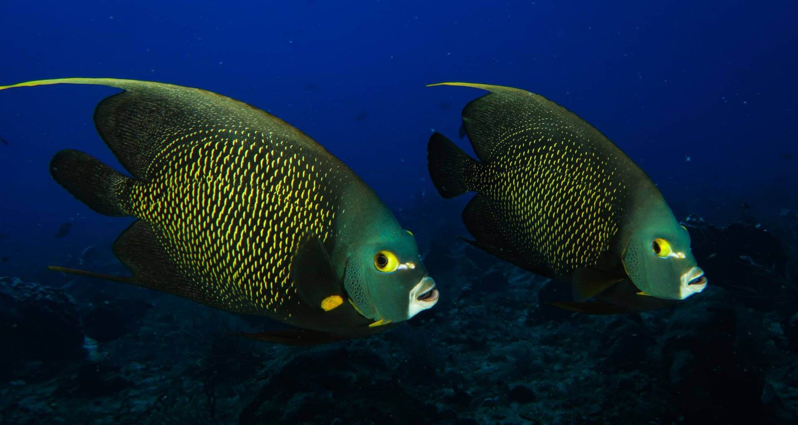 ocean diving slider big fish 1